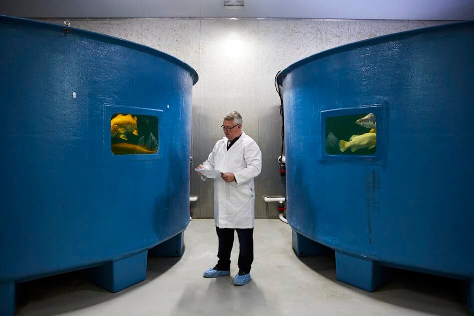 Fact Check: Mainstream Aquaculture has a fish farm where it’s growing the tropical species barramundi, also known as Asian sea bass, for American restaurants.