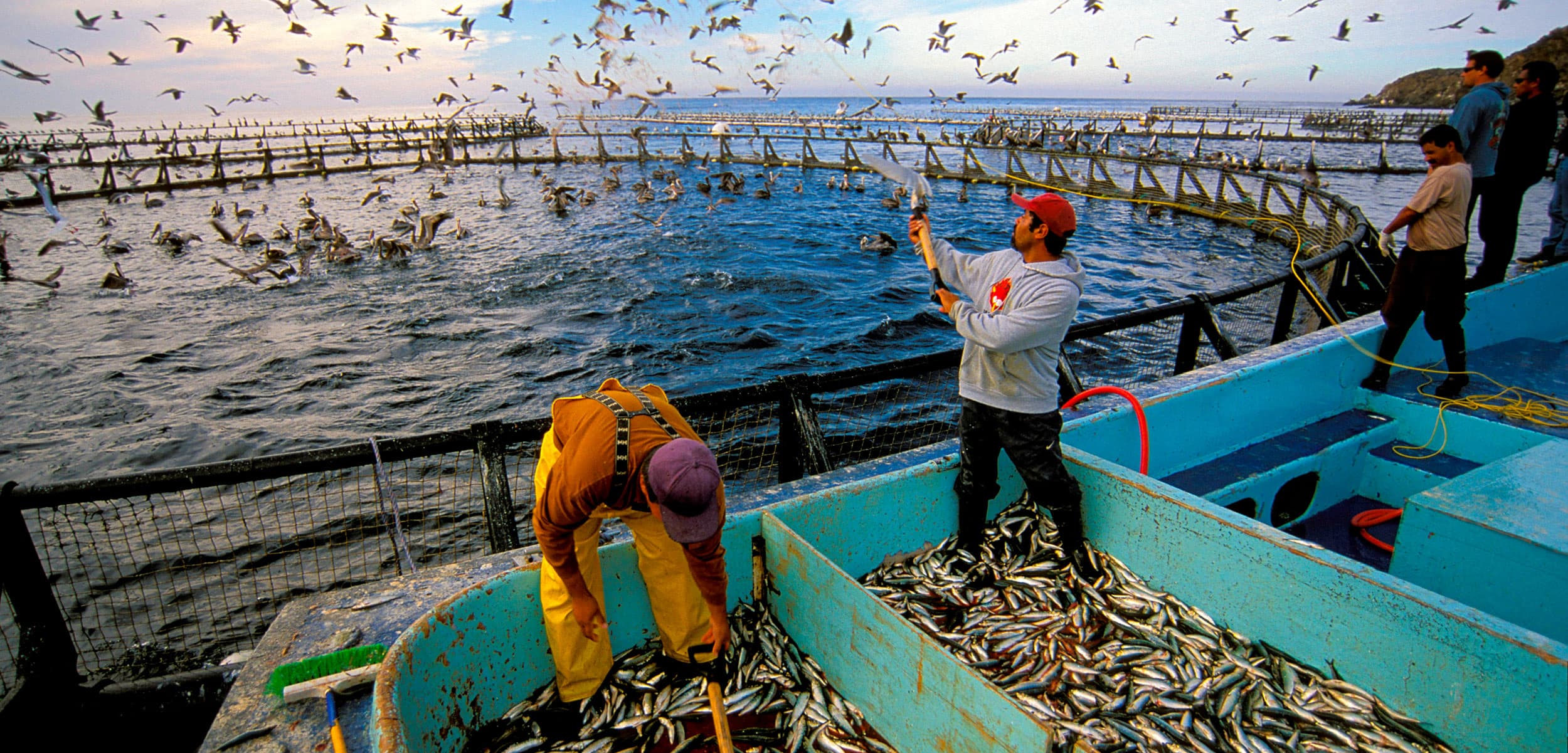 Fact Check: The seafood industry needs to reduce its reliance on catching small wild fish to feed bigger farmed ones that humans eat.