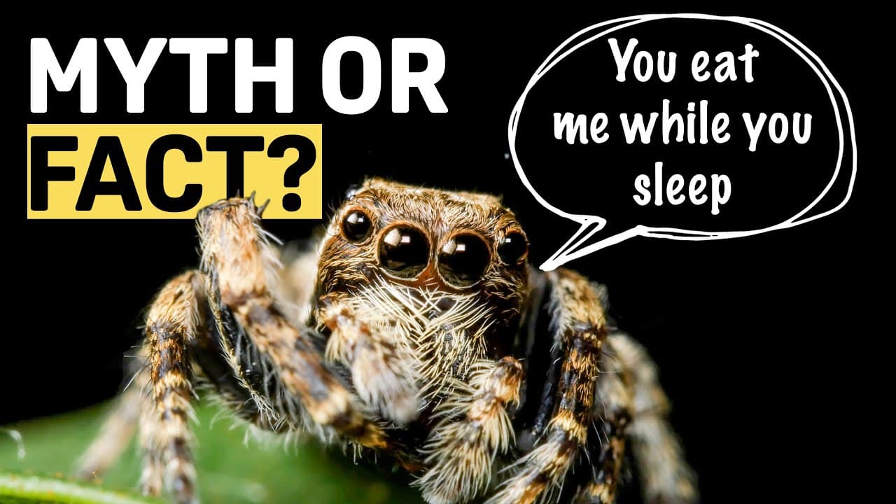 Fact Check: People eat spiders in their sleep