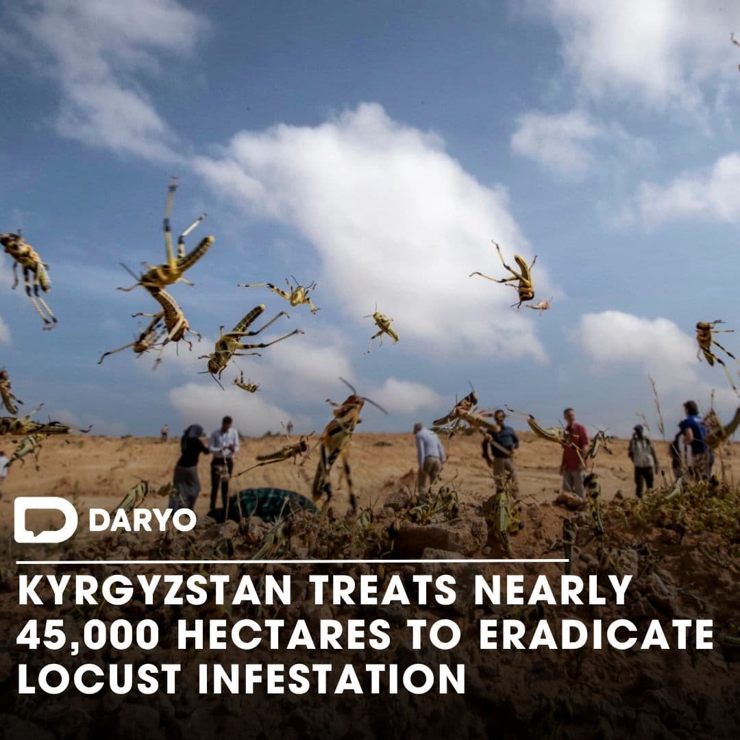 Fact Check: The Ministry of Water Resources, Agriculture, and Processing Industry of Kyrgyzstan reported that locusts were present on nearly 76,000 hectares of agricultural land, which is two-thirds of the surveyed 114,000 hectares, as of August 2023.