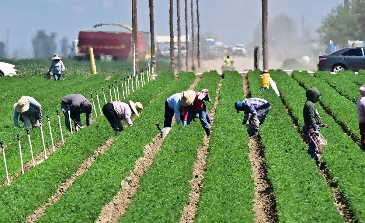 Fact Check: President Donald Trump stated that approximately 40 percent of crop workers and 90 percent of meat processing and dairy workers in the U.S. are foreign-born.