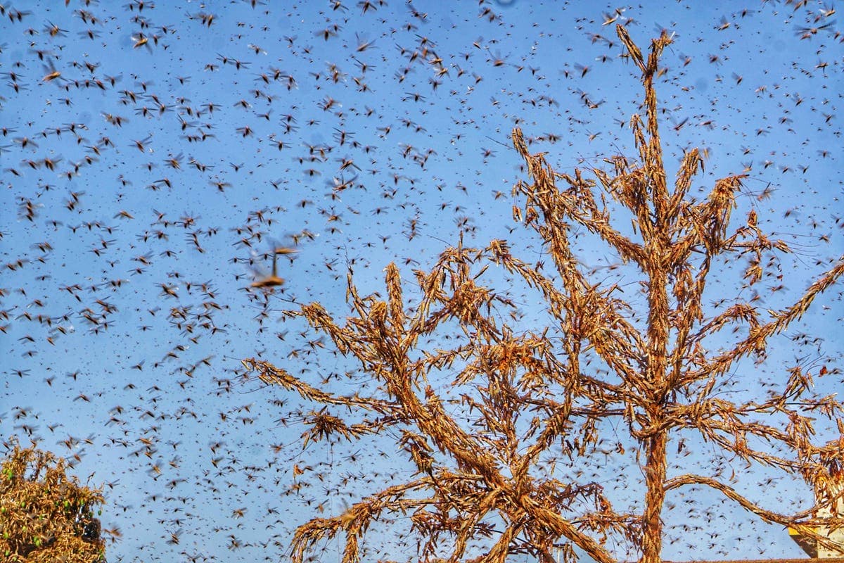 Fact Check: The locust infestation in southern Kyrgyzstan is exacerbated by early harvest cycles and warmer weather, which provide ideal breeding conditions.