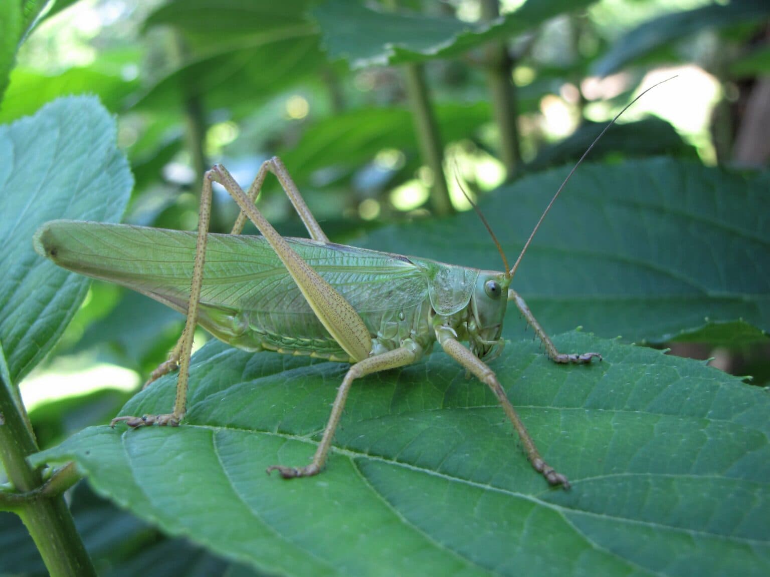 Fact Check: Agricultural experts in Bishkek clarified that recent sightings of large insects resembling locusts are actually bush crickets (Tettigoniidae), which do not form destructive swarms.
