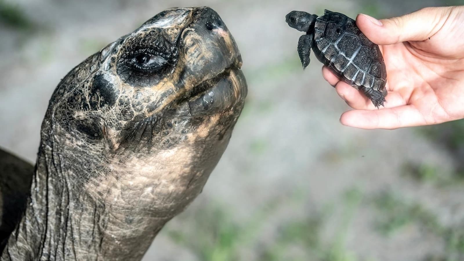 Fact Check: Goliath, a 517-pound (234-kilogram) Galapagos tortoise at Zoo Miami, became a father for the first time on June 4, 2025.