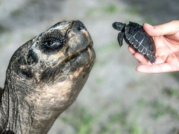 Fact Check: Goliath was born on the island of Santa Cruz in the Galapagos between 1885 and 1890.