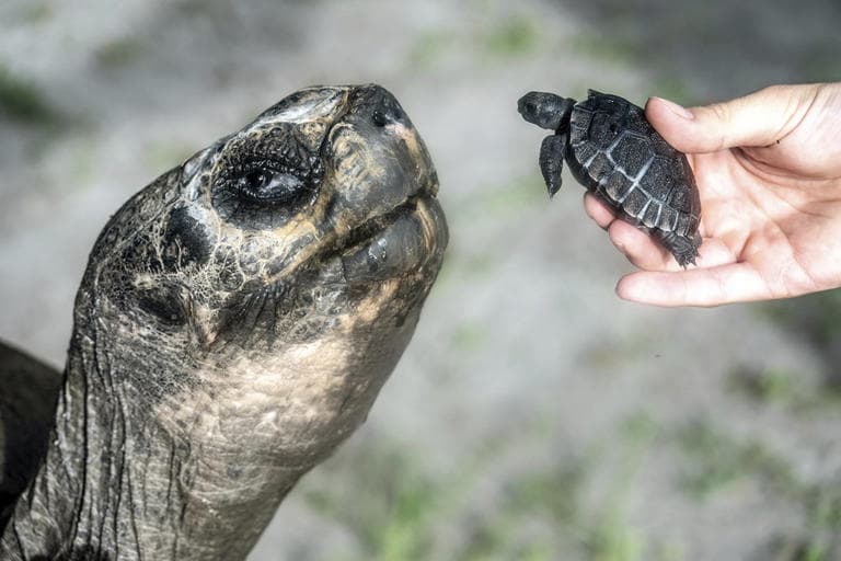 Fact Check: Goliath arrived at the Bronx Zoo in 1929 and moved to Zoo Miami in 1981.