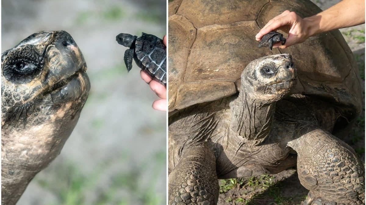 Fact Check: One egg out of a clutch of eight laid on January 27, 2025, successfully hatched on June 4, 2025, marking the first time a Galapagos tortoise has hatched at Zoo Miami.