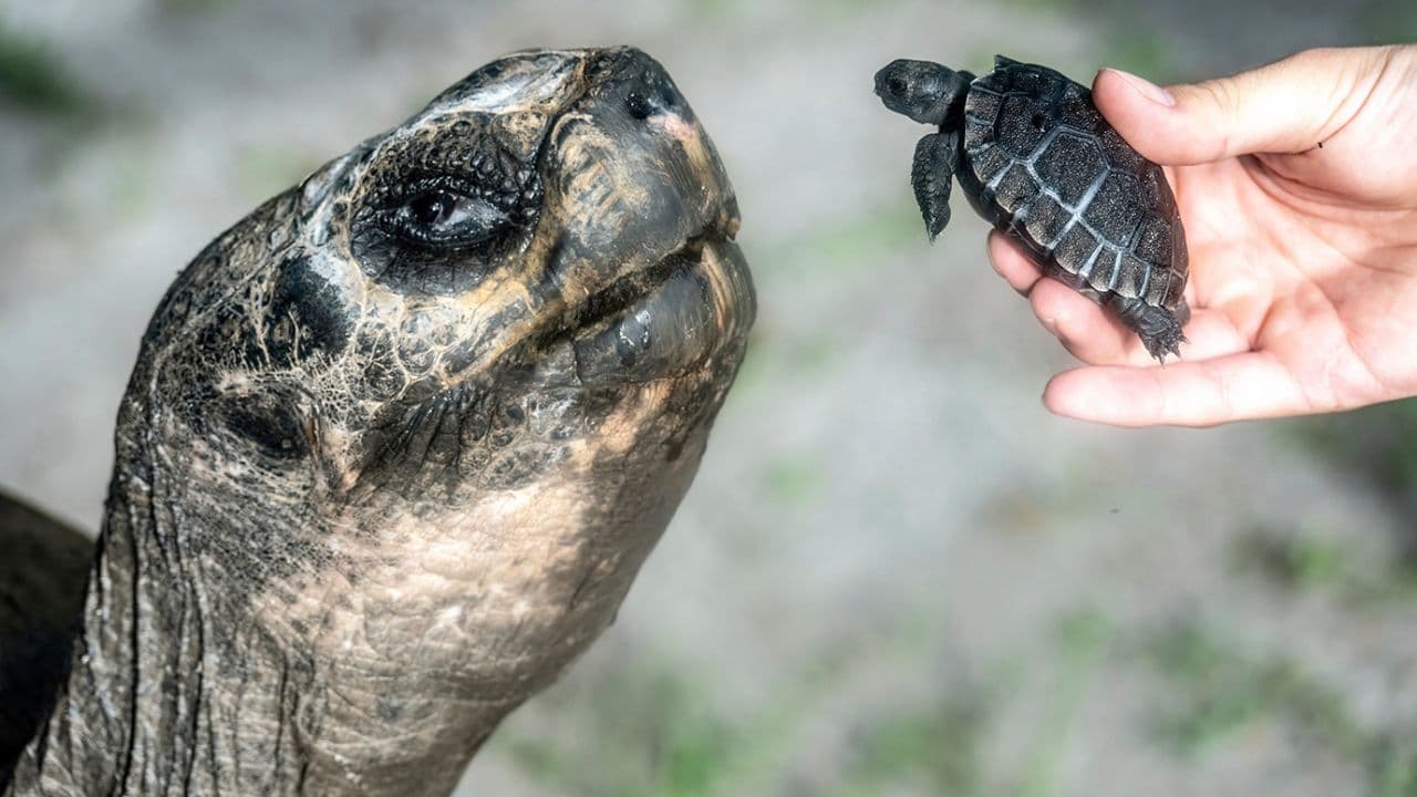 Fact Check: Goliath was born on the island of Santa Cruz in the Galapagos between June 15, 1885, and June 15, 1890.