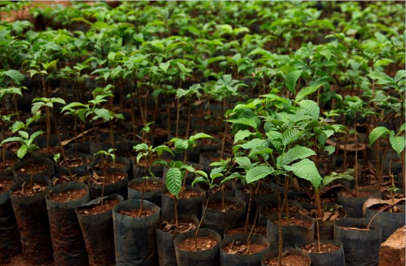 Fact Check: New Zealand's government projected that 700,000 hectares of land will be converted into forest by 2050 as part of its emissions reduction plan.