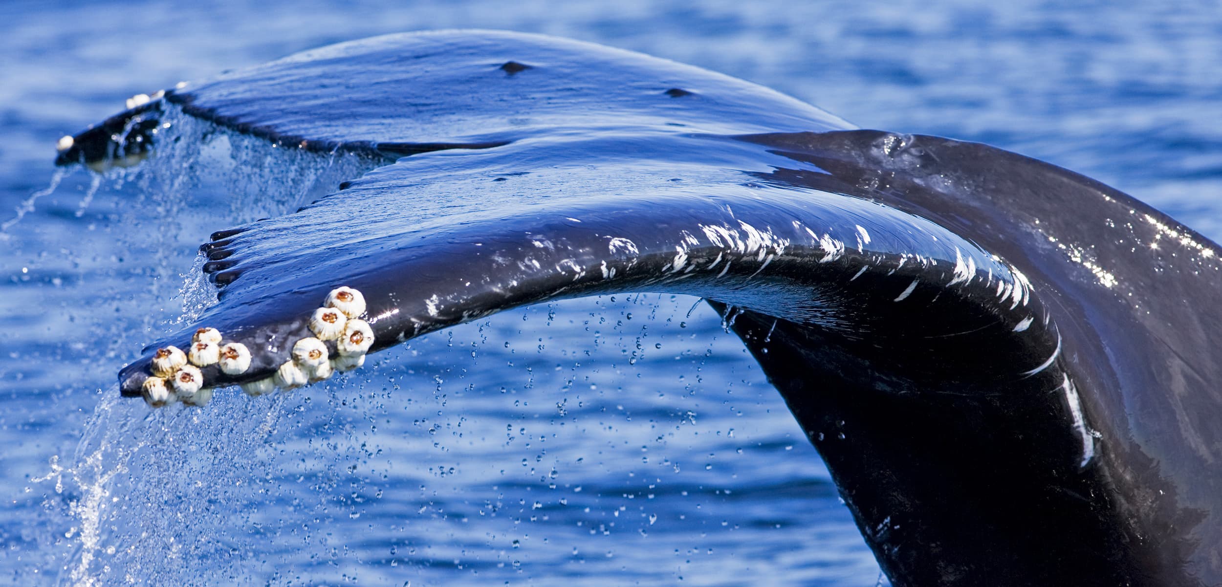 Fact Check: Are barnacles attaching to fur of mammals