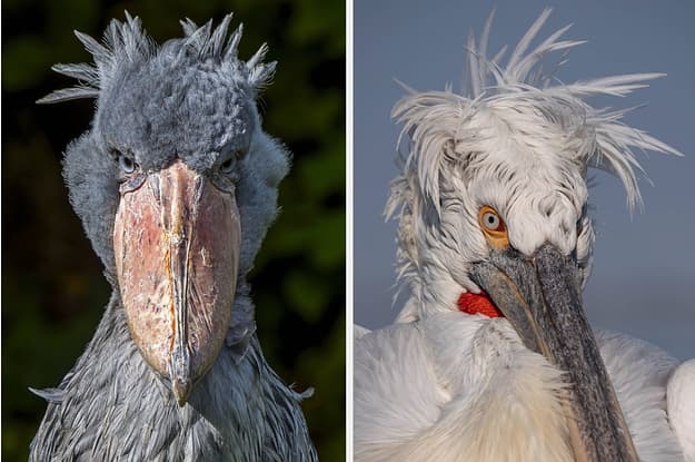 Fact Check: Birds are real