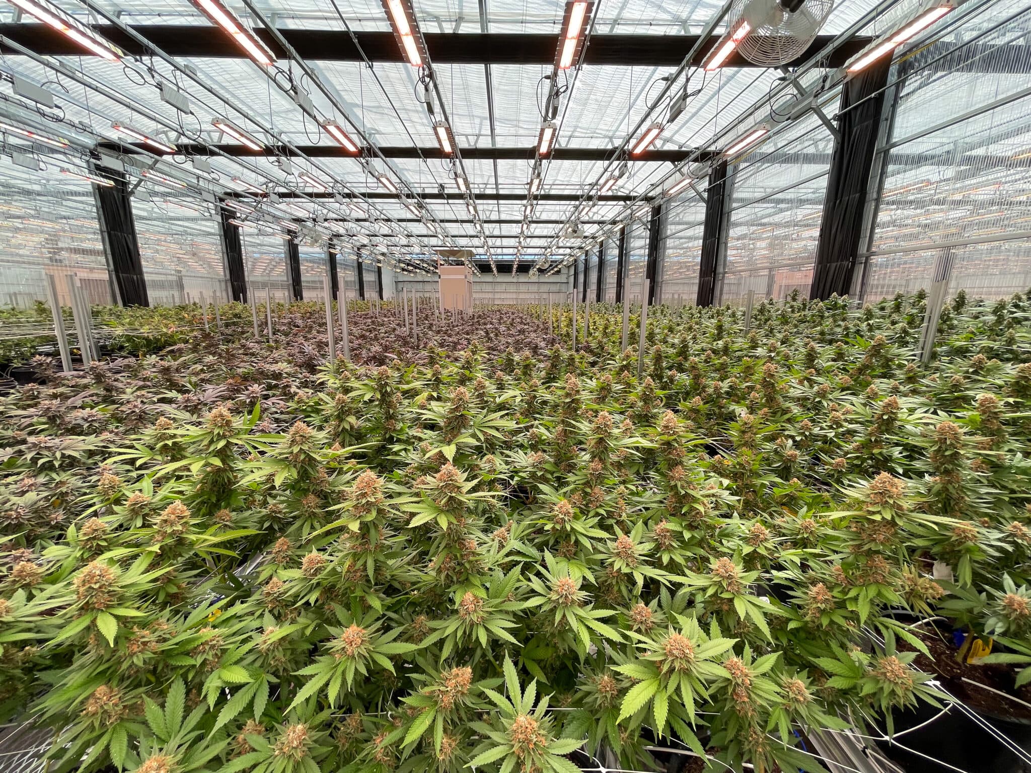 Fact Check: A group of Missouri hemp business leaders, led by Kansas-City-based American Shaman, is organizing an initiative petition to allow marijuana and intoxicating hemp THC products to be sold in the same stores as alcohol and tobacco.
