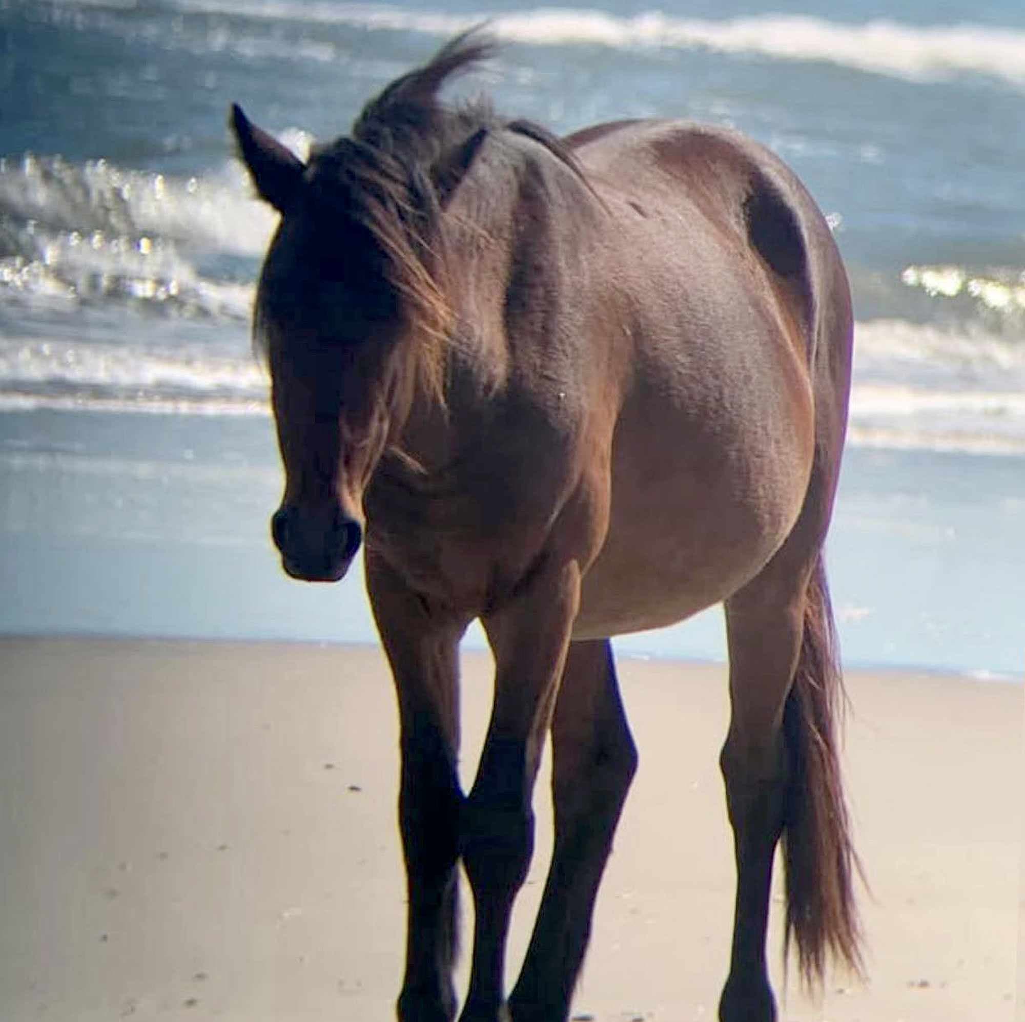 Fact Check: The wild horse named Alexander was a 5-year-old stallion and was killed on impact when hit by the vehicle.