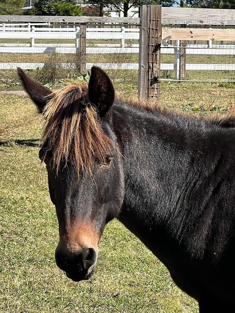 Fact Check: The Corolla Wild Horse Fund stated that Alexander was the last offspring of his mother and that his genetics can never be replaced, highlighting the importance of his lineage in a critically endangered population.
