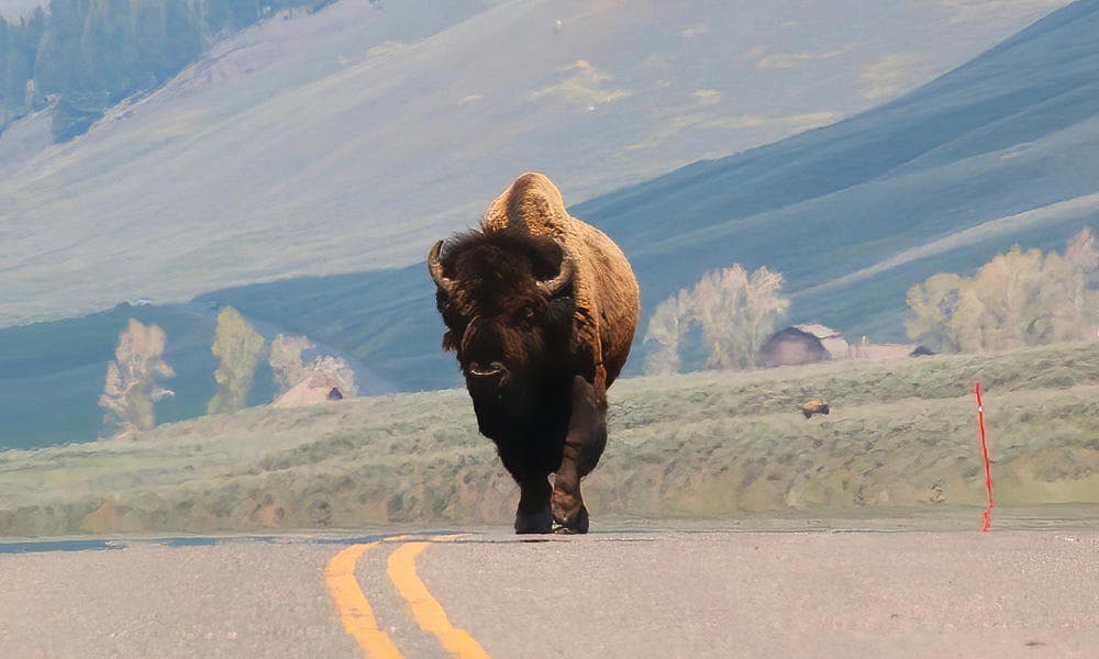 Fact Check: The U.S. Department of Interior is asking the public to report National Park Service employees for making disparaging remarks about Americans or failing to praise natural attributes, as part of an initiative stemming from President Donald Trump's executive order 'Restoring Truth and Sanity to American History.'