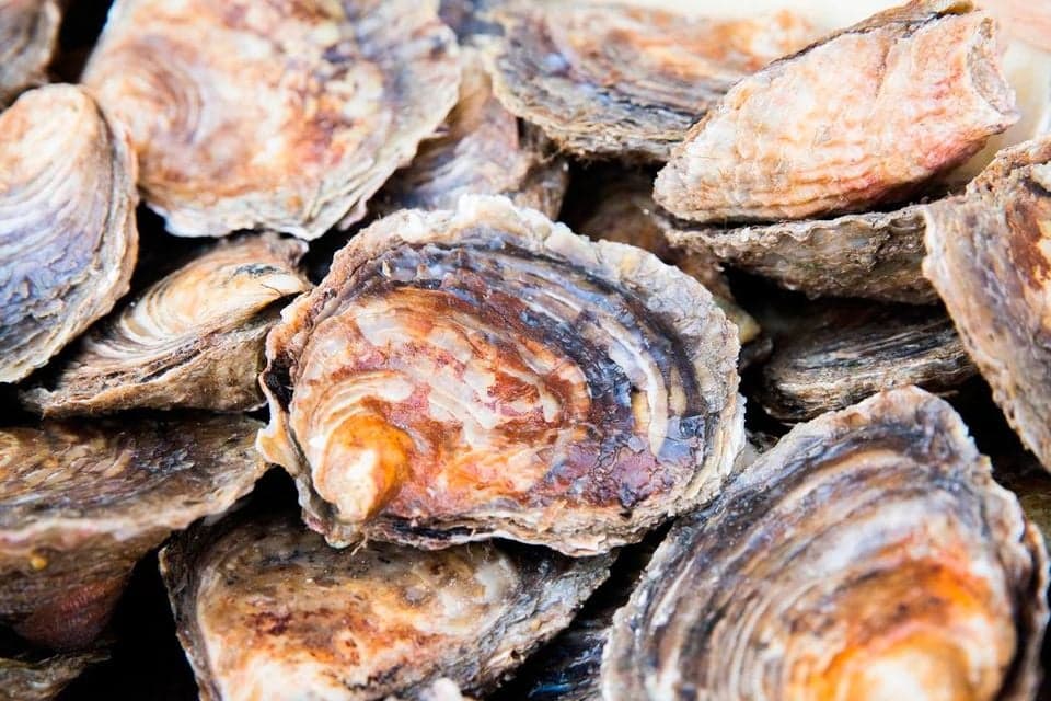 Fact Check: Native oysters could thrive despite 100 years of decline.