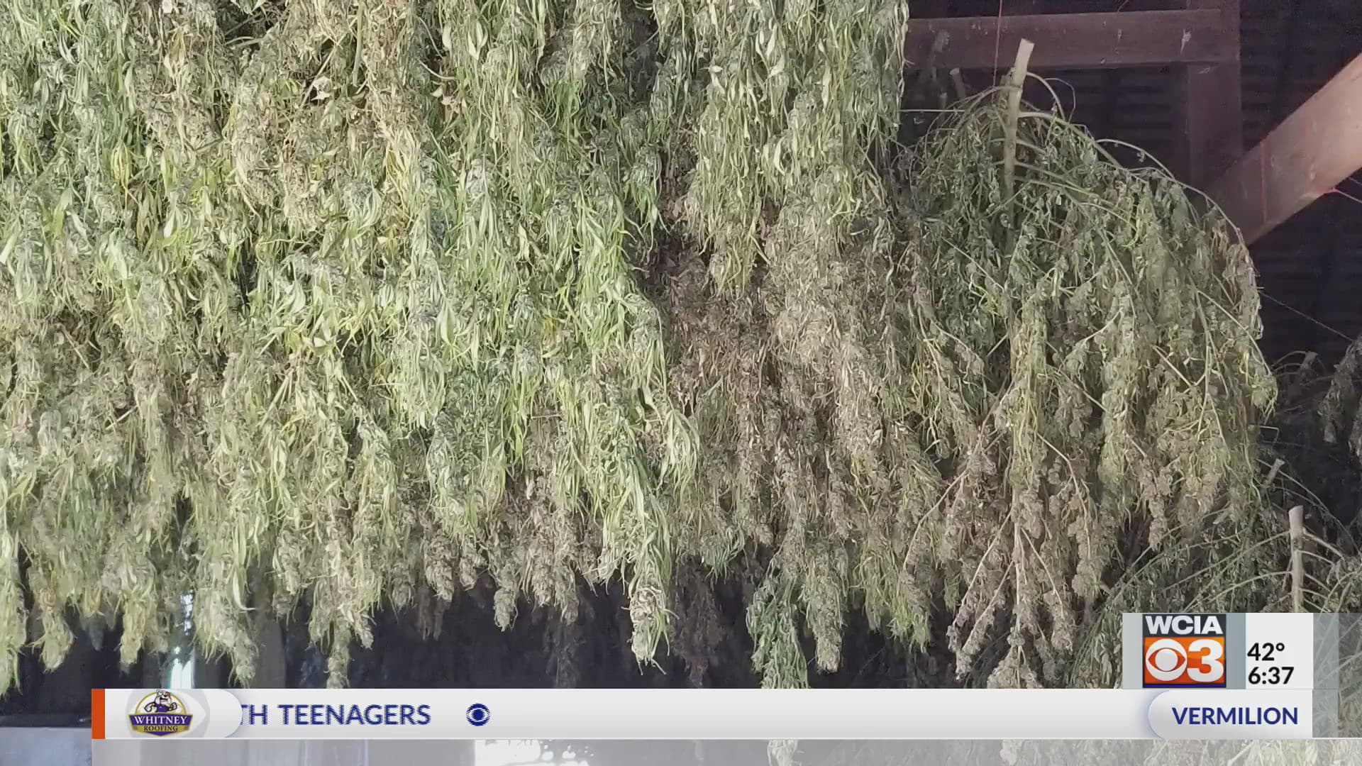 Fact Check: North Carolina's Senate proposes the strictest hemp regulation yet.