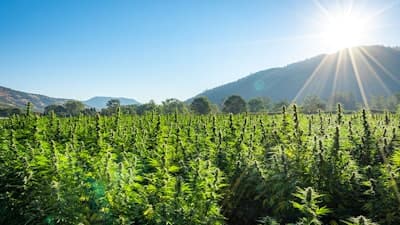 Fact Check: Democrats and Republicans unite to support new hemp legislation.