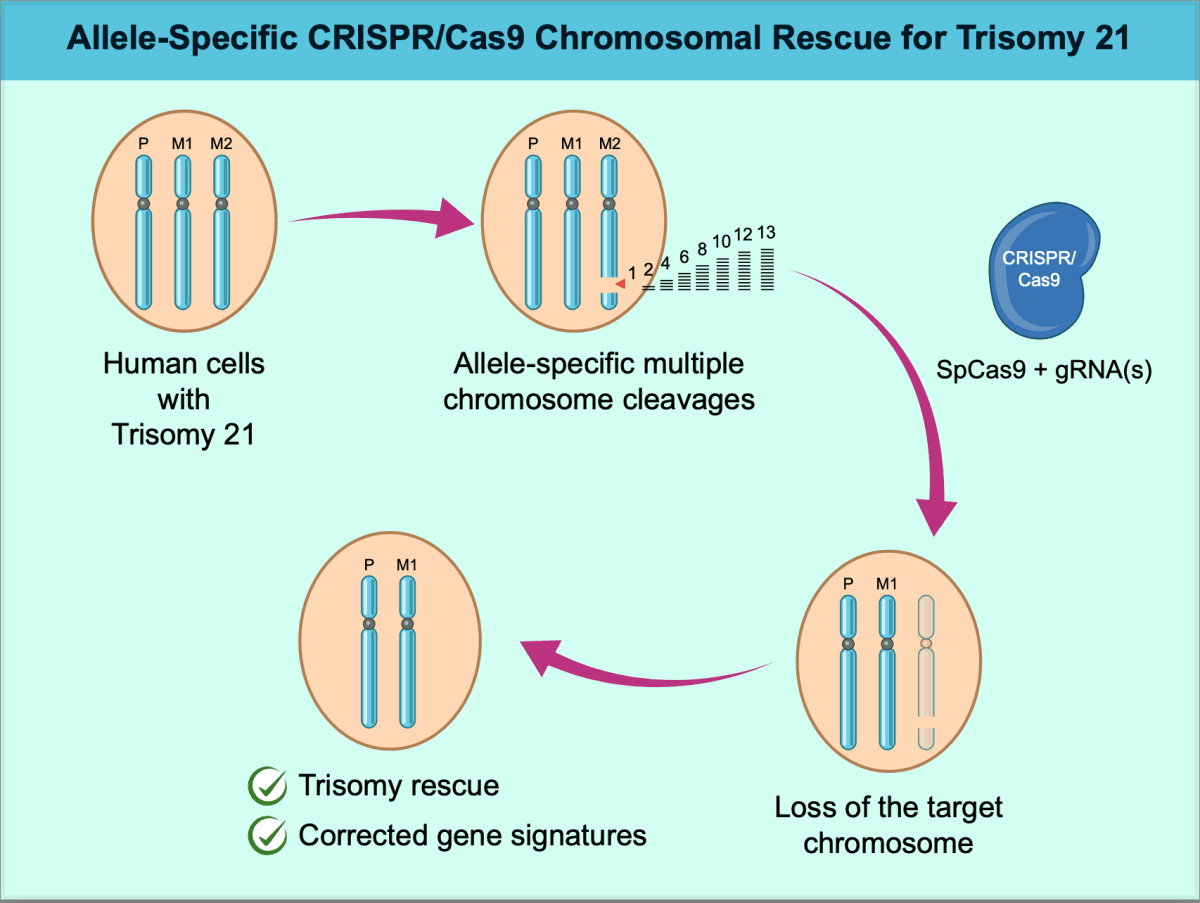 Fact Check: CRISPR can cut away the extra chromosome causing Down syndrome.