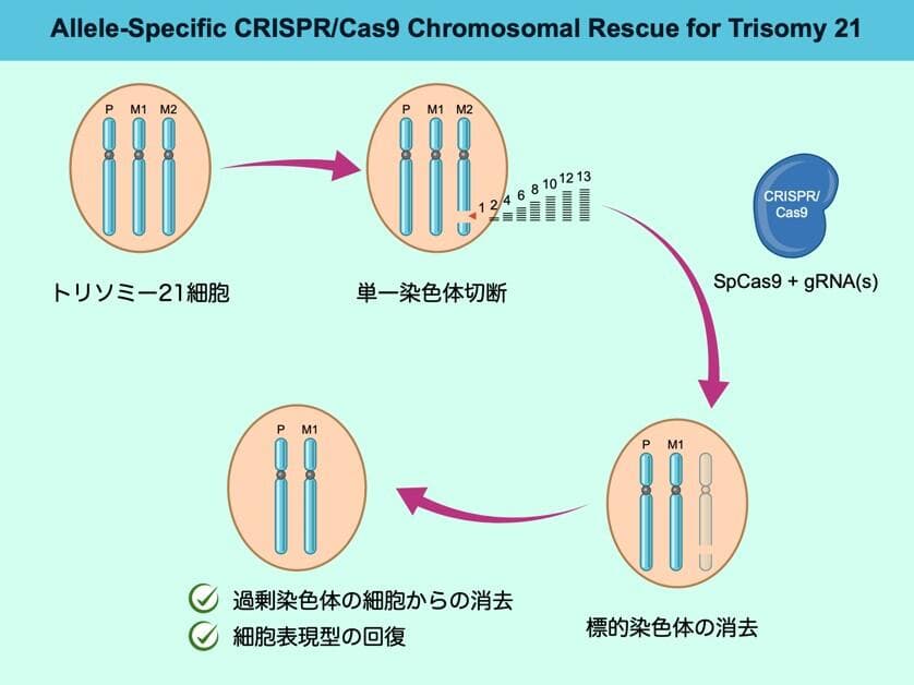 Fact Check: Removing chromosome 21 normalizes gene expression in lab-grown Down syndrome cells.