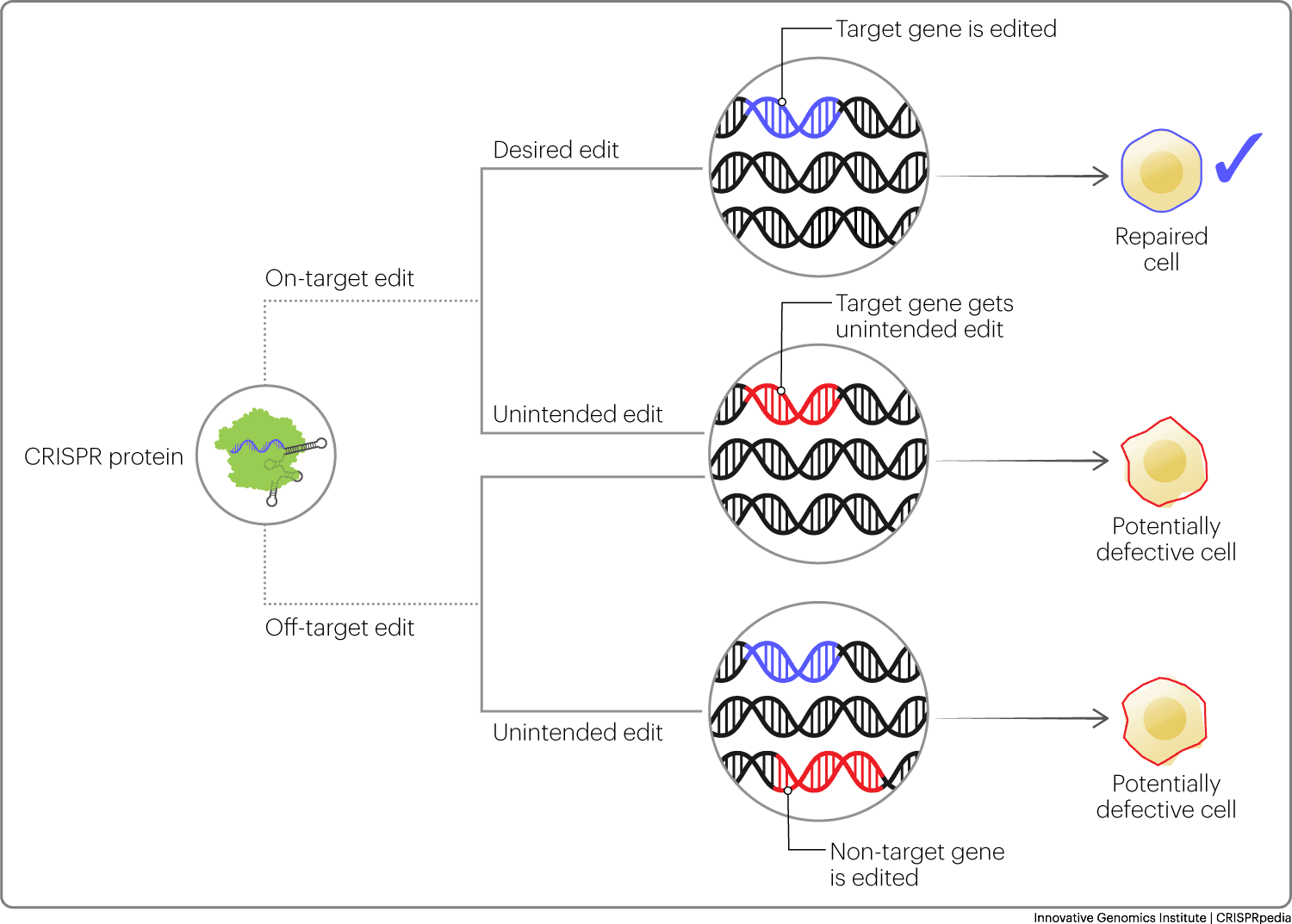 Fact Check: Corrected cells showed improved growth and reduced harmful byproducts.