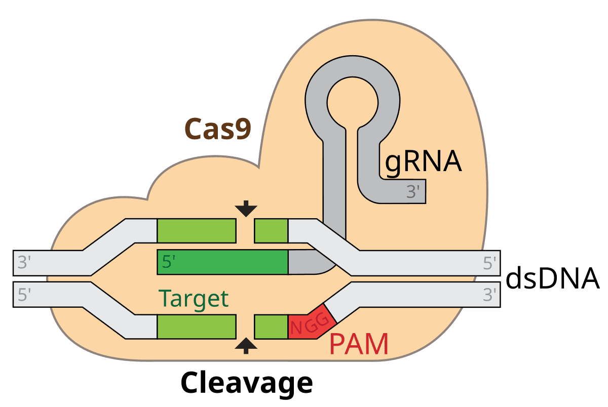 Fact Check: CRISPR can remove an entire chromosome, revolutionizing genome editing.