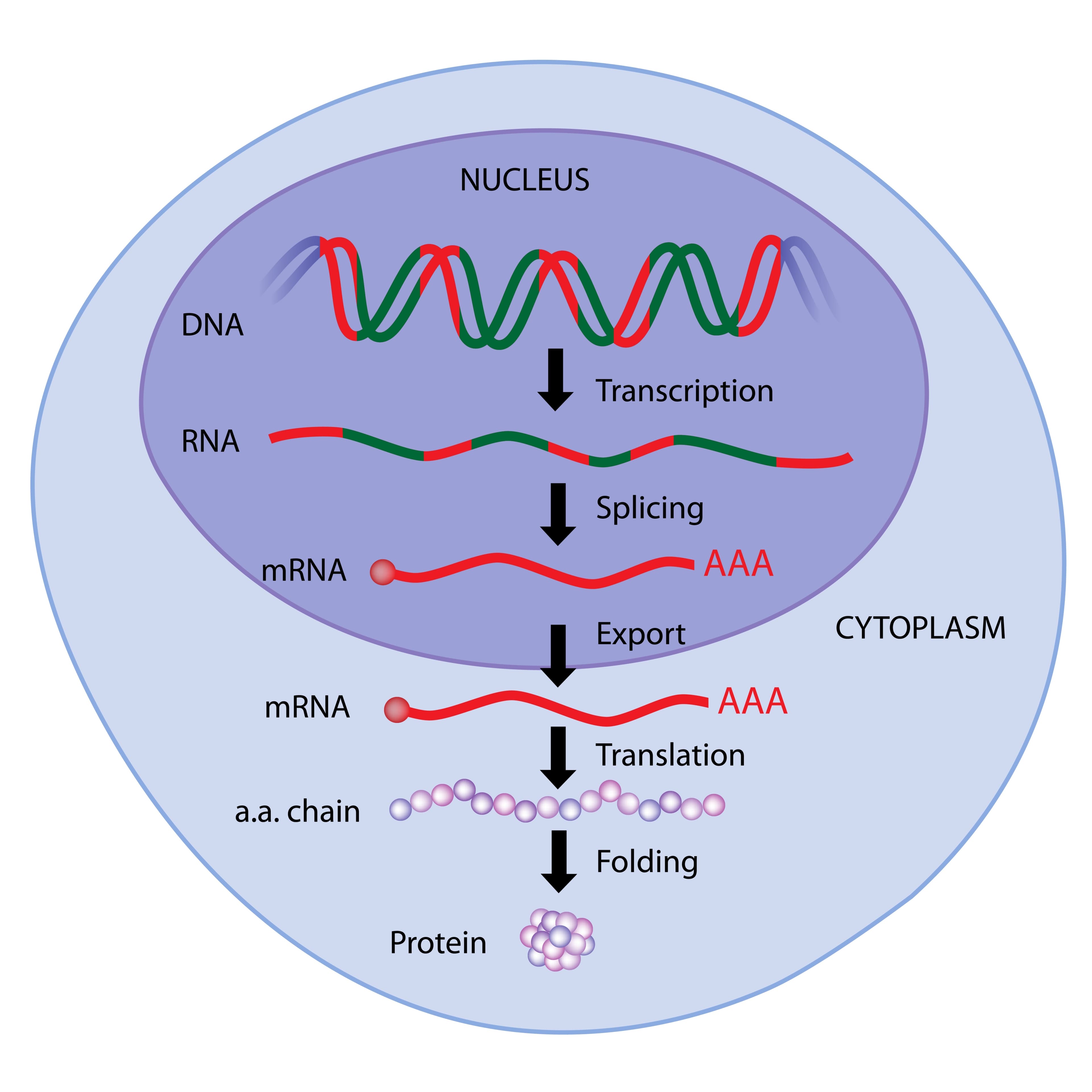 Fact Check: Removing the extra chromosome normalizes gene expression in lab-grown cells.