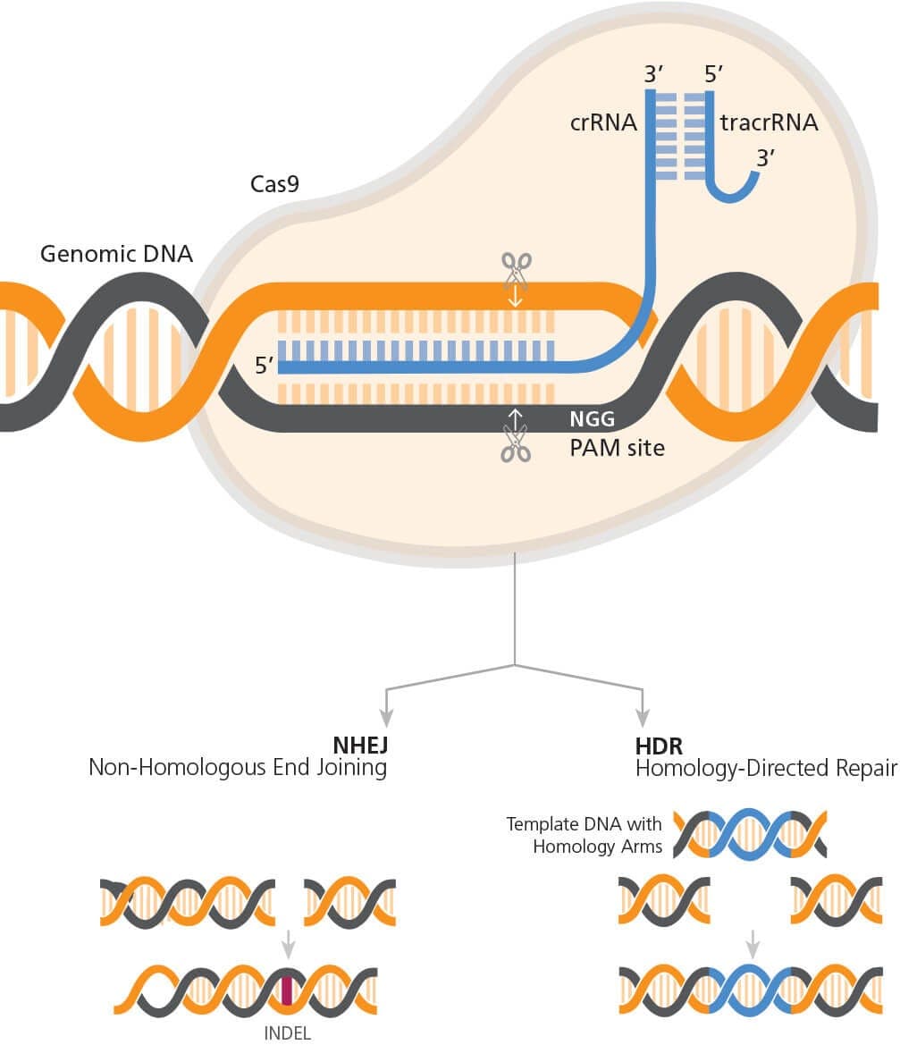 Fact Check: CRISPR can remove an entire chromosome, a major leap in genome editing.