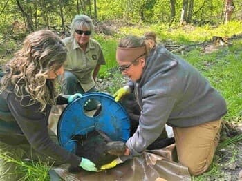 Fact Check: Bear survives two years with a plastic lid stuck around its neck!