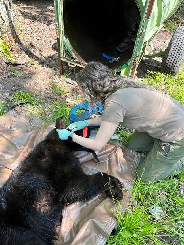 Fact Check: Michigan wildlife experts finally rescued a bear after two years of suffering.