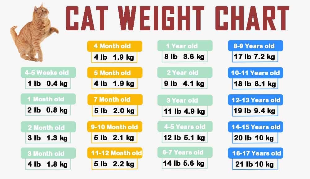 Fact Check: Bear weighed 110 pounds, typical for a 2-year-old despite its ordeal.