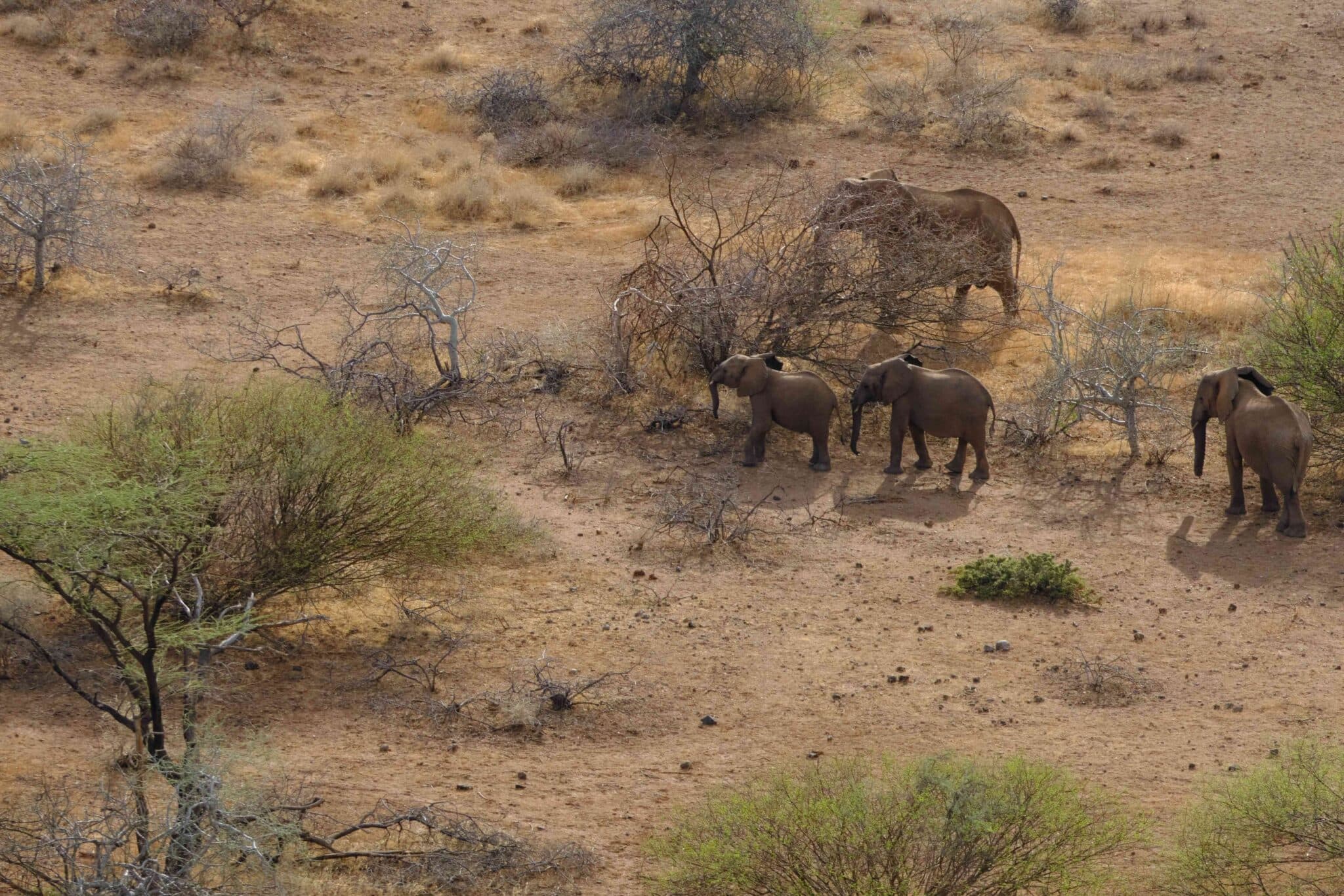 Fact Check: U.S. funding cuts threaten wildlife conservation efforts in Malawi.