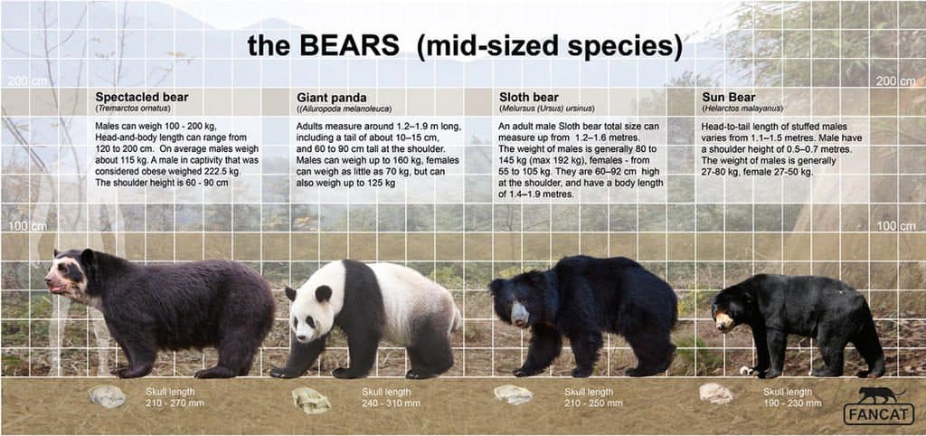 Fact Check: Bear weighed 110 pounds at just two years old!