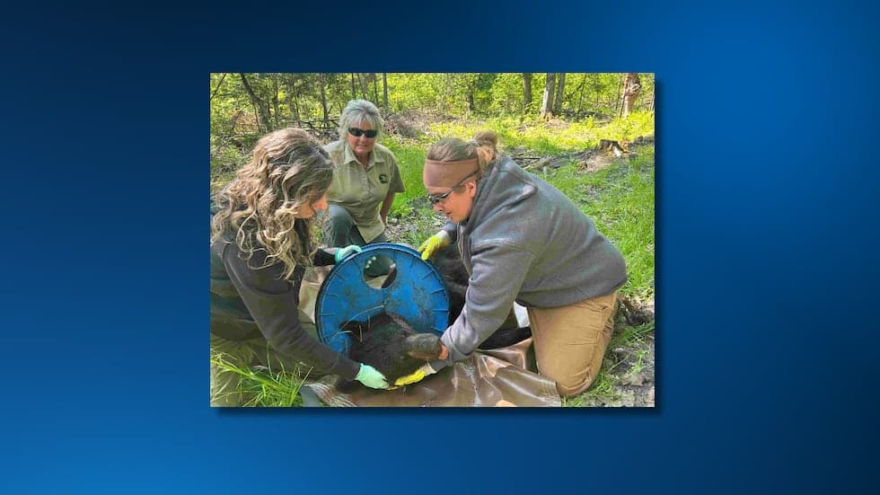 Fact Check: Bear first spotted as a cub in 2023, lid removed in 2025!
