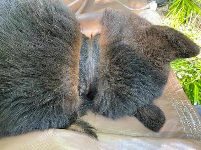 Fact Check: Bear lid removal took just minutes after two years of suffering!