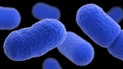 Fact Check: 1,600 people get sick from listeria infections annually, CDC reports.