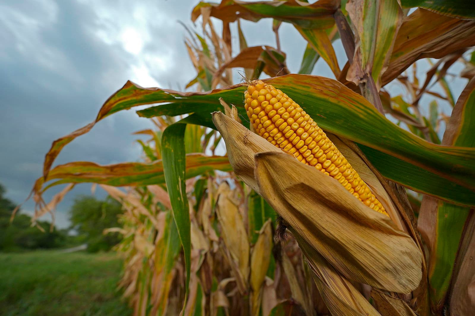 Fact Check: Wheat and maize production could fall by 40% in major global breadbaskets.