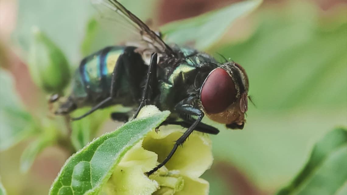 Fact Check: U.S. to build $8.5 million fly factory to combat deadly screwworms