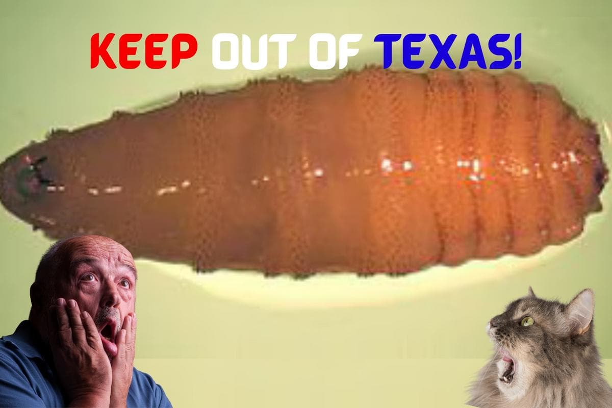 Fact Check: New World screwworms can infest livestock, pets, and even humans!