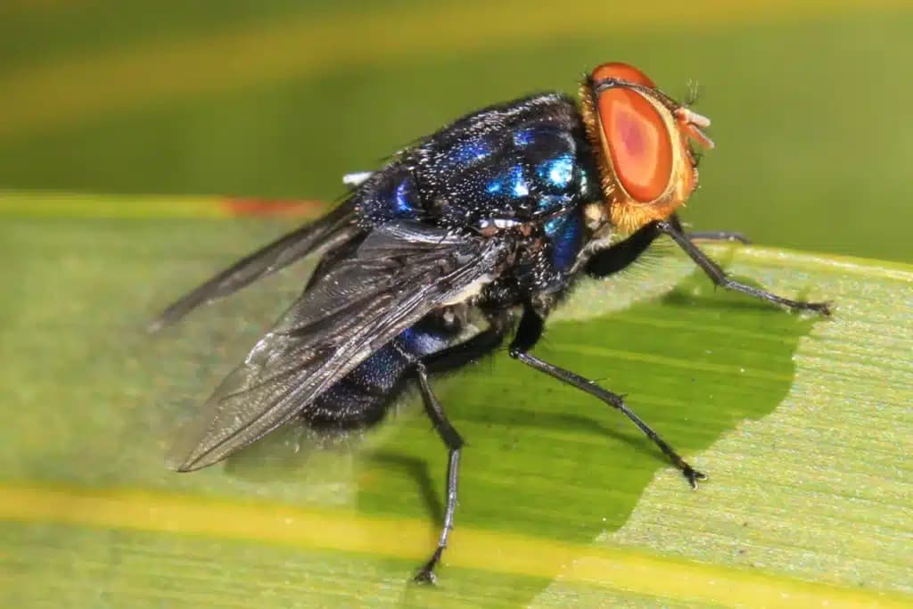 Fact Check: U.S. previously eradicated New World screwworms in the 1960s!