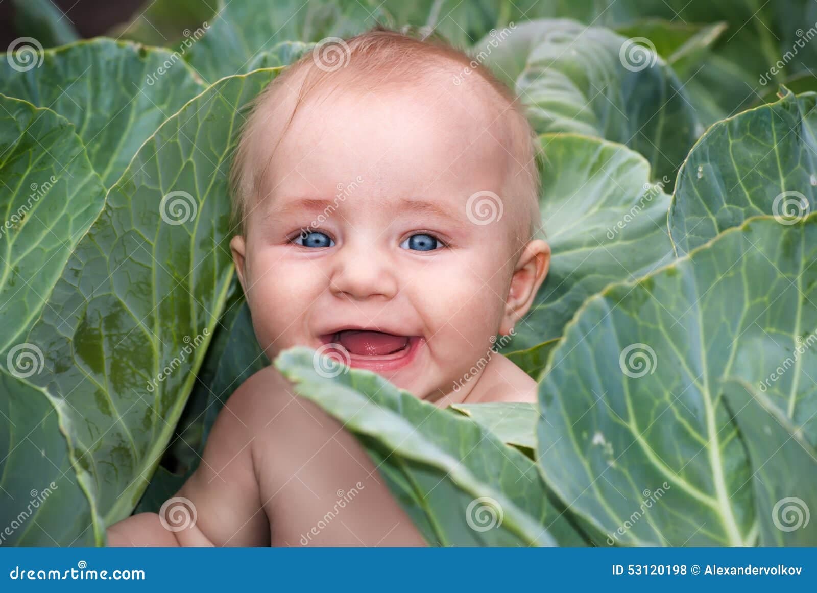 Fact Check: Babies eat cabbages
