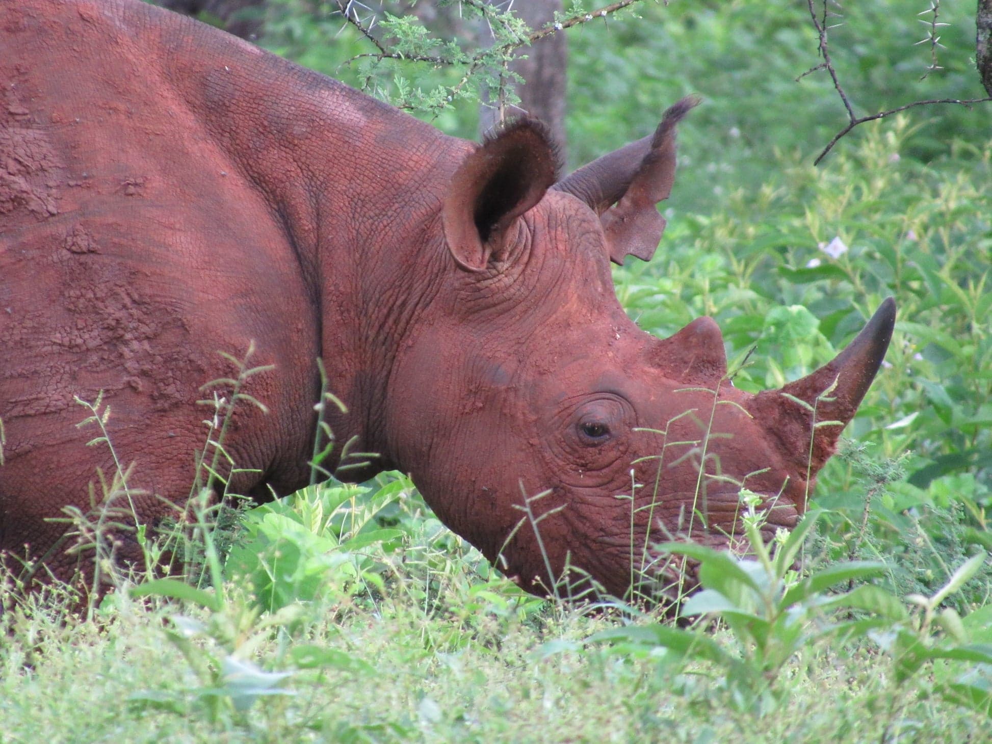 Fact Check: International Rhino Foundation faces $1 million annual loss due to funding freeze.