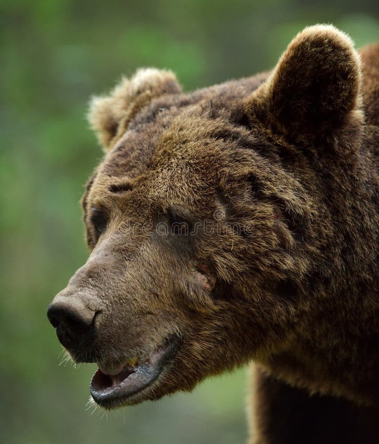 Fact Check: Bear's neck was scarred but in better condition than expected!