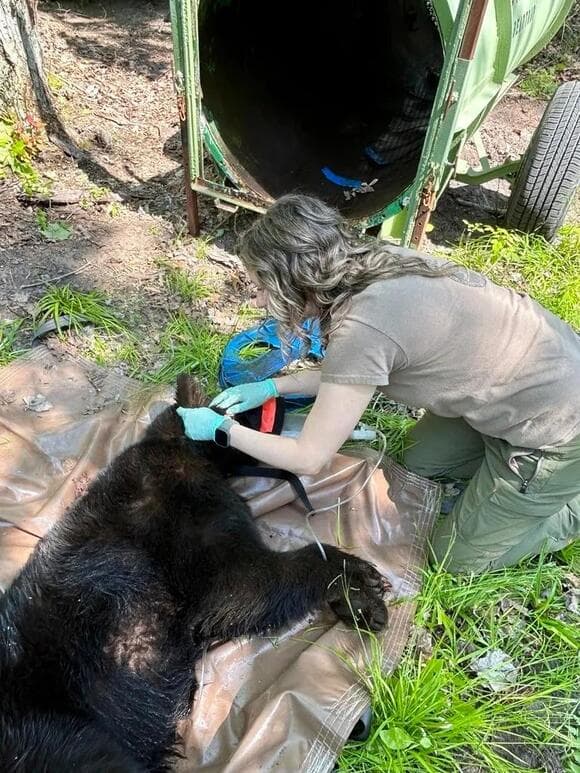 Fact Check: Experts unsure how the lid got stuck on the bear's neck!