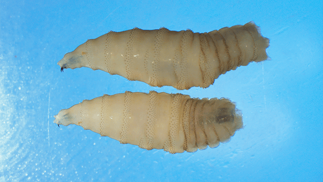Fact Check: New World screwworm larvae can infest humans and cause deadly damage.