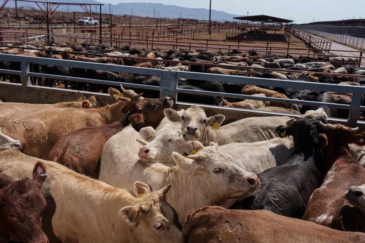 Fact Check: USDA suspends imports of live cattle from Mexico due to screwworm threat.