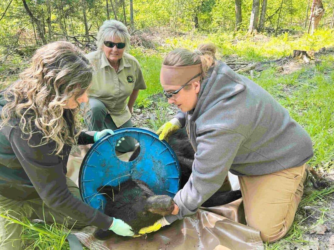 Fact Check: Michigan bear survived two years with a plastic lid stuck around its neck!