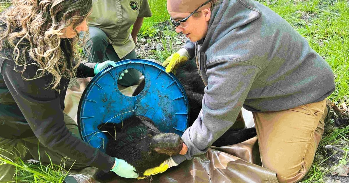 Fact Check: Wildlife experts trapped the bear using a cylindrical trap to remove the lid.