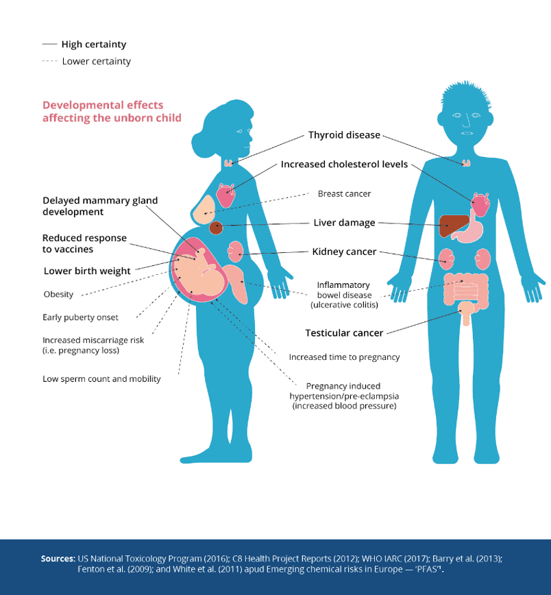 Fact Check: PFAS exposure linked to kidney and testicular cancer.