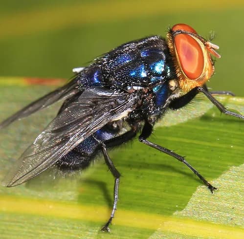 Fact Check: U.S. previously eradicated New World screwworms in the 1960s.